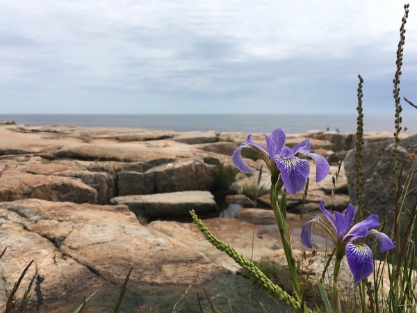 a purple iris by a rocky Atlantic coast in Acadia National Park, Maine