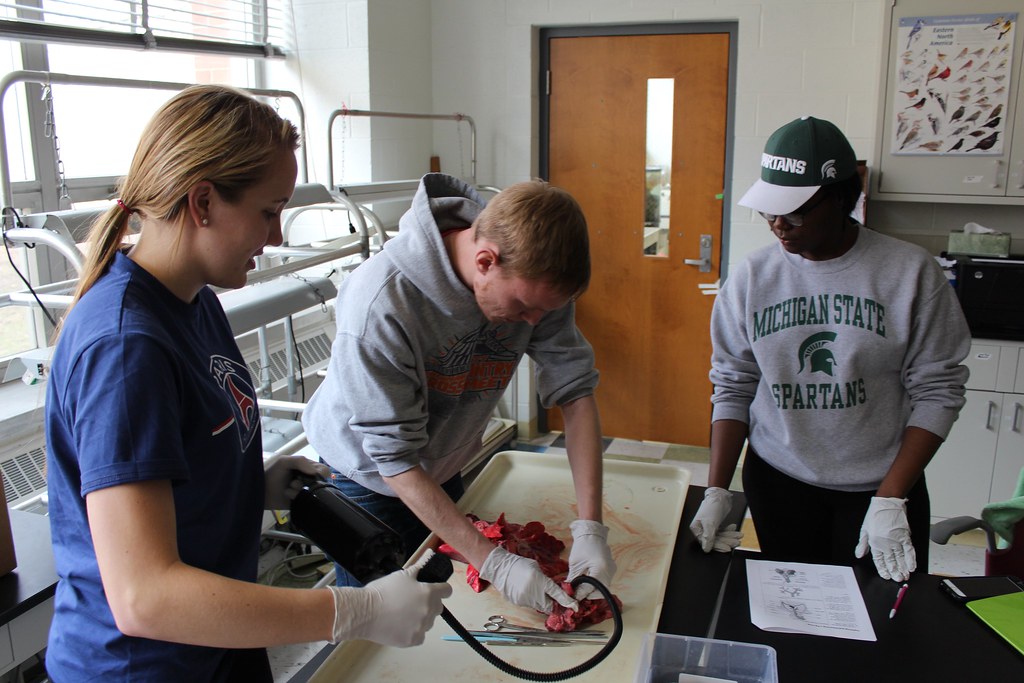 Students dissect a pig pluck in LB 144