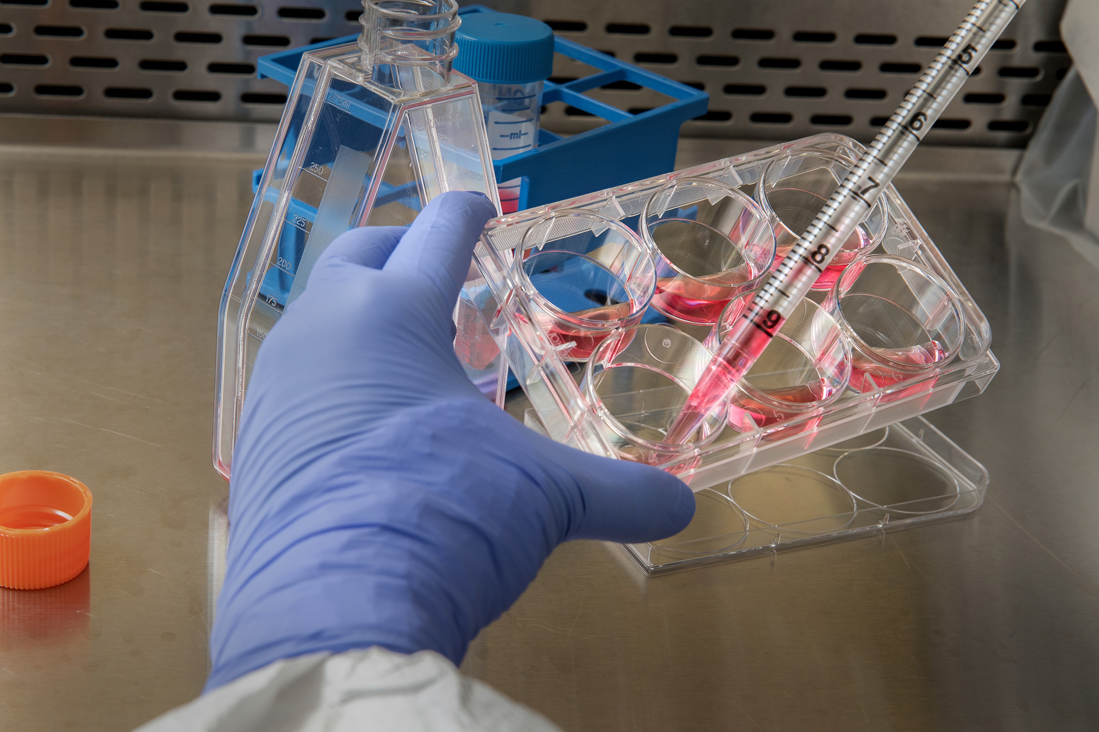 person's gloved hand in a laboratory setting