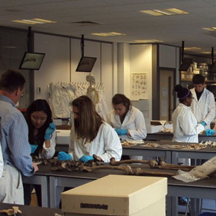 students work in a human identification lab in England
