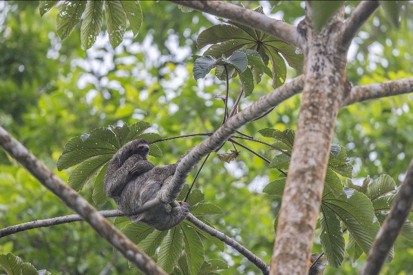 a sloth in the rainforest of Panama