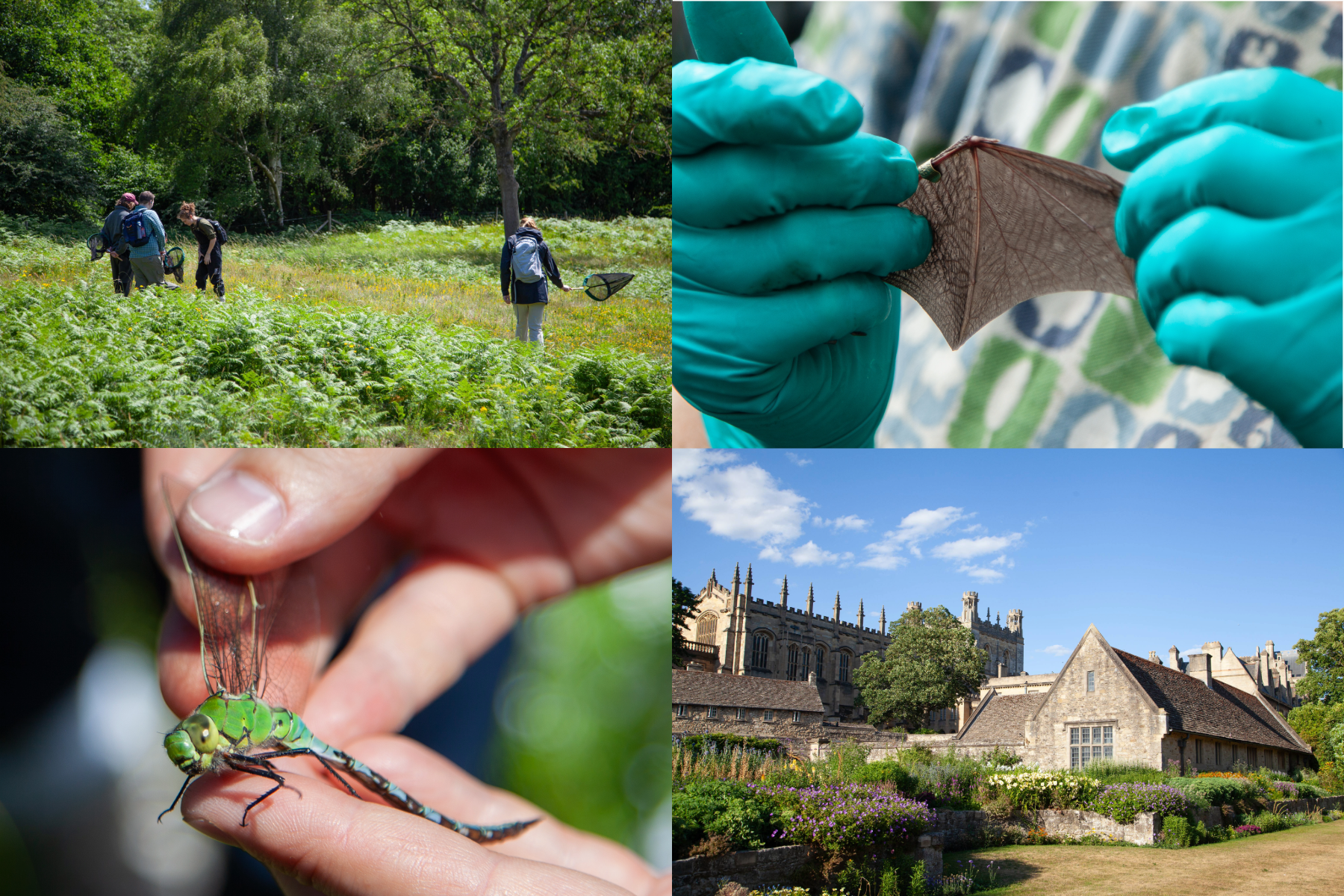 array of four images: two up close of hands holding a dragonfly and a bat wing, one of four or five participants with nets in Wytham Woods, and the other, one of the colleges of Oxford University