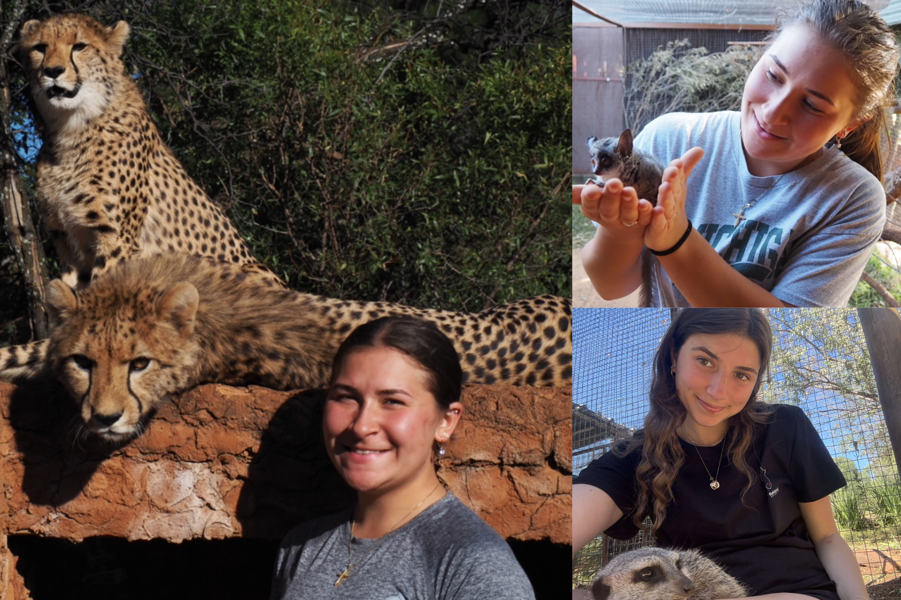 postcard of students who did the Cheetah Conservation Internship. Pictures of cheetahs and other mammals
