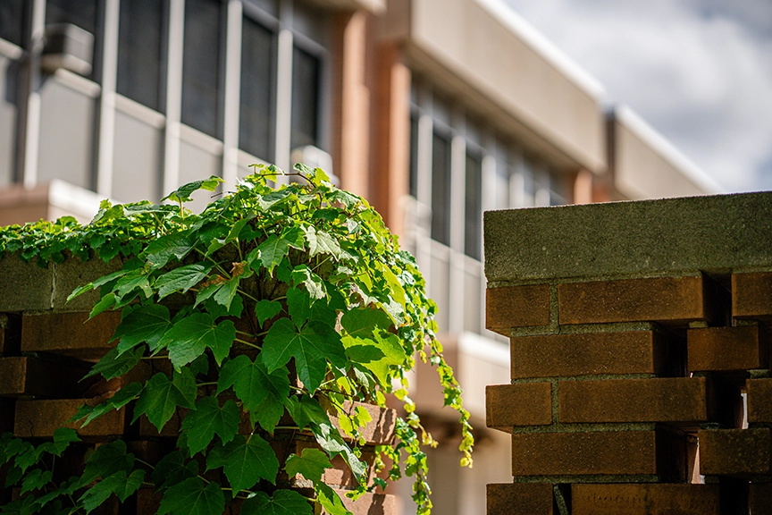 Ivy grows on a midcentury modern brick wall outside of Holmes Hall