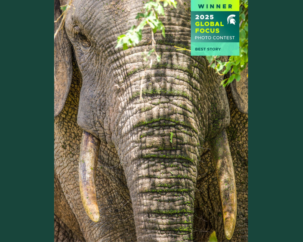 crop of an award-winning photograph of an african elephant, by alumnus Brian Bielecki 