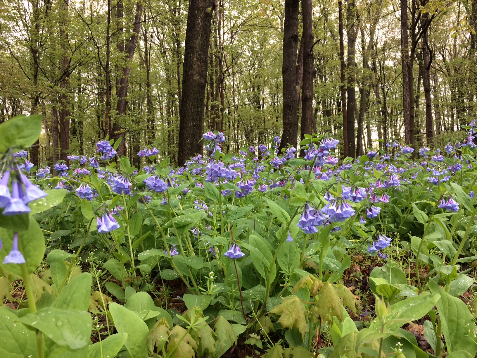 Virginia bluebells in the foreground, deciduous trees in Sanford Natural Area, in the background.