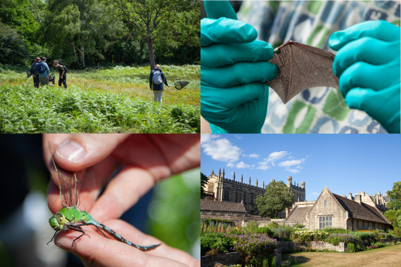 collage of photographs of Wytham Woods and Oxford, UK, by Grace Sullivan