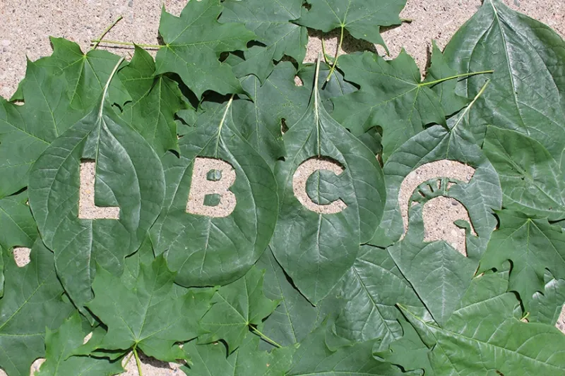 Leaves laying on a sidewalk, with the letters L, B, and C and a Spartan Helmet cut out of them.