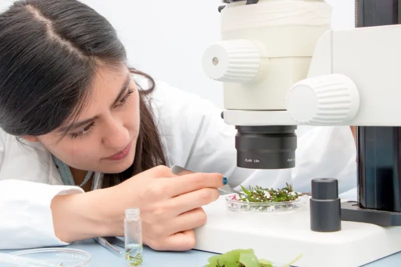 A student uses tweezers to adjust a plant specimen under a microscope