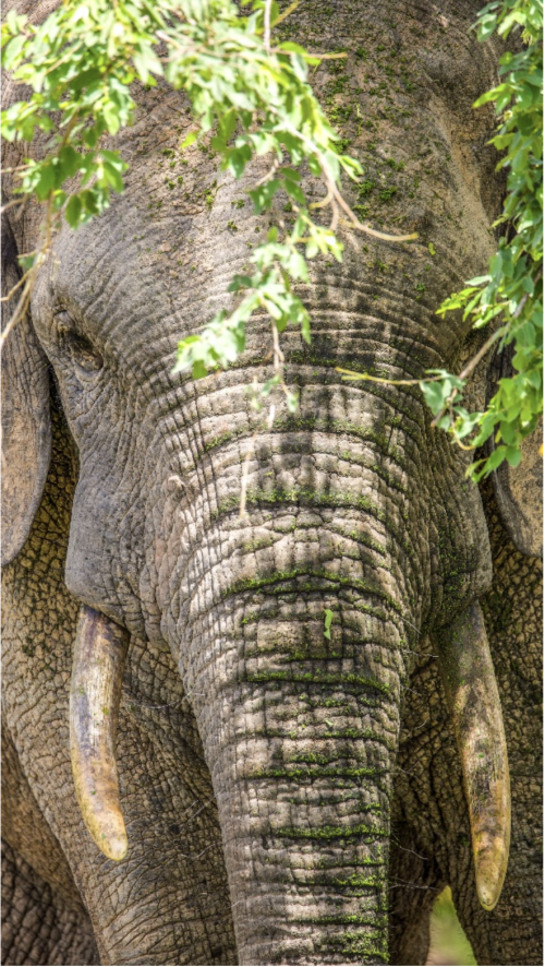 detailed photo of the face of a male elephant in Ghana, with long tusks, a wrinkled trunk, and focused expression. The elephant's face is surrounded by green leaves